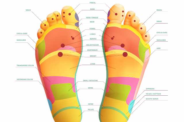 Schéma des zones réflexes sous la voûte plantaire